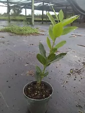 Bay Laurel Bay Leaf tree Laurus nobilis almost foot tall free shipping!