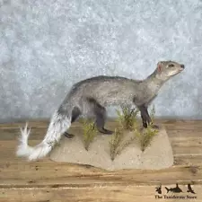 #27376 P | White-tailed Mongoose Life-Size Taxidermy Mount For Sale