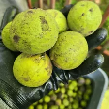 25-35 (4lbs) Black Walnuts in Green Husk Fresh Harvested To Order - Walnut Seeds