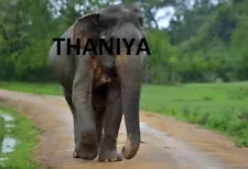 A Single Elephant in Sri Lanka Photo Picture Natural JPG Image.