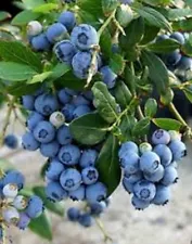 Rare giant blueberry Vaccinium corymbosum ‘Patriot’ 20 seeds