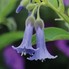 20 Fresh Seeds Of Purple Angel's Trumpets Seeds Brugmansia Angel Trumpet Plant