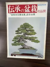 Japanese The Beauty Of Pine Bonsai