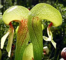 Lily Cobra - Darlingtonia California - Plant Carnivorous - Seeds