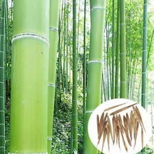 100+Giant Moso Bamboo Seeds Perennial evergreen Grows Edible Bamboo shoots New