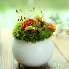 1 Pack 100 Venus Flytrap Seeds Dionaea muscipula Seed Flycatcher Home Bonsai