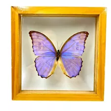 BEAUTIFUL FRAMED W GLASS GIANT BLUE MORPHO BUTTERFLY ART WALL HANGING GUC 7 1/2”