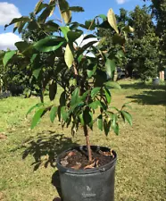 LIVE PLANT GRAFTED 3ft Chrysophyllum cainito Purple camito Star Apple tree