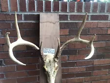 whitetail deer antlers for sale