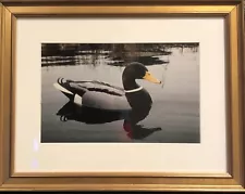 Framed Natural Setting Photo Mallard Duck Reflection Water Ripple Hunting