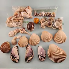 Seashells 2 Pound Lot Various Smaller Shells for Art Projects Plus a Snail Shell