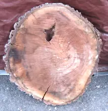 Black Walnut Wood Round Woodworking Unfinished Raw Slab Slice Live Edge Epoxy