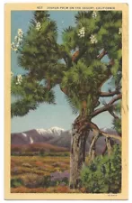 Joshua Palm Tree in bloom c1940's California Desert, snow capped mountain