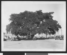 Moreton Bay Fig Tree In A Parking Lot Planted By Andrew J. Cooper - Old Photo