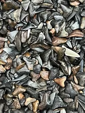 LOT OF 500 FOSSILIZED ( PARTIAL ) SHARK TEETH FROM VENICE FLORIDA.