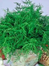 Herb Dill Alligator late seeds organic Fragrant from Ukraine 3 grams