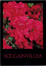 South Texas Convent Bougainvillea Beautiful Red Flowers