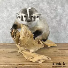 #28412 E | American Badger Life-Size Taxidermy Mount For Sale