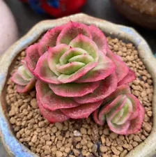 4-5cm Succulent Live Plants Echeveria Ice Rose Garden Beautiful Rare Succulent