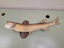 Vintage 33" Real Skin Mount Northern Pike Fish Taxidermy