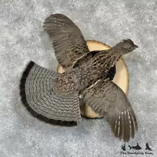 #29411 P | Ruffed Grouse Taxidermy Bird Mount For Sale