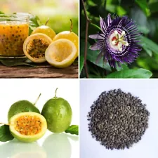 200+ Passion Fruit Seeds Passiflora Edulis Maracuya Parcha Seeds for Plant