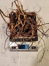 8 Ounces Fresh Wild American Ginseng Roots Top Quality Lot #3