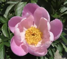 Sale Japanese Peonies Seedlings from japan