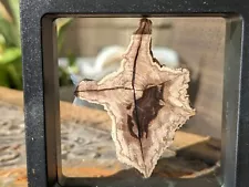 Polished Eocene Petrified Wood Cab (nicknamed "Texas") w/ Stand