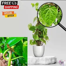 betel leaf plant for sale usa