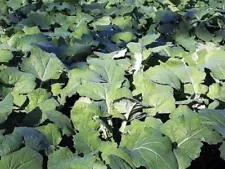 300 Kale Seeds Premier Early Vegetable NON-GMO US SELLER FREE SHIPPING