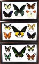 3 Real Butterfly Wood Framed Insect Taxidermy Display Collection Art Wall Decor