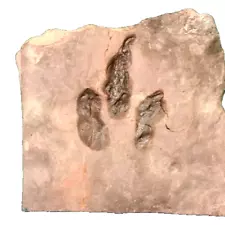 FOSSIL DINOSAUR FOOTPRINT TRACK FOSSIL ATREIPUS NJ 200 MYO GENUINE !!!