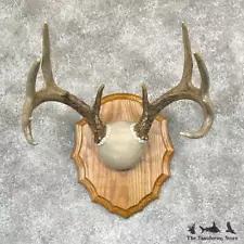 #28107 E | Whitetail Deer Antler Plaque Taxidermy Mount For Sale