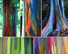 Rainbow Eucalyptus - Eucalyptus deglupta - 60 seeds