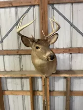 Whitetail 10 Point Deer Shoulder Mount