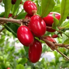 Grafted Miracle Fruit Tropical fruit tree 3-4ft Ship DHL Free Phytosanitary