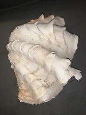 large clam shells ruffled Tridacna 8.5” x 5.75"