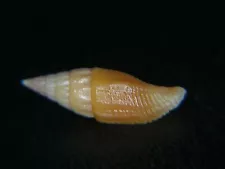 MITRA "VEXILLUM" LUIGIRAYBAUDII: ONLY ONE ON EBAY FOR SALE @ 16.42MM! RARE!