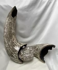 Decor Bison Horns Ceramic Set of 2 Great Display