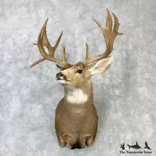 #23085 P* | Mule Deer Taxidermy Shoulder Mount For Sale