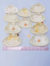 10 Large Clam Shells to Decorate or Display – Newport RI