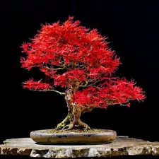 20 Maple Seeds Maple Tree Seed Ornamental Bonsai Tree