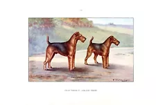 Hunting dog...Welsh Terrier et Lakeland Terrier....1960