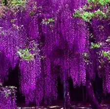 1 Pack 10 Purple Chinese Wisteria Seeds Purple Floribunda Wisteria Vine