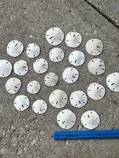 Beach Decor Florida Sand Dollars, Natural Seashells, Nautical Decor