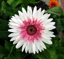 Perennial Pink White Gerbera Flower Seeds F1 Heirloom Gorgeous Colorful Flowers