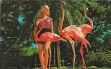 Vintage Florida Postcard Miami Graceful Flamingos Cheesecake Parrot Jungle