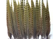 Beautiful Ringneck Pheasant Tali Feathers for Native American Crafts & Costume