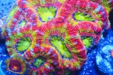 Cornbred's Triple X Fuego Acan - Frag - LIVE CORAL